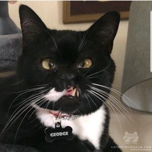 Meet your Posher, Casey